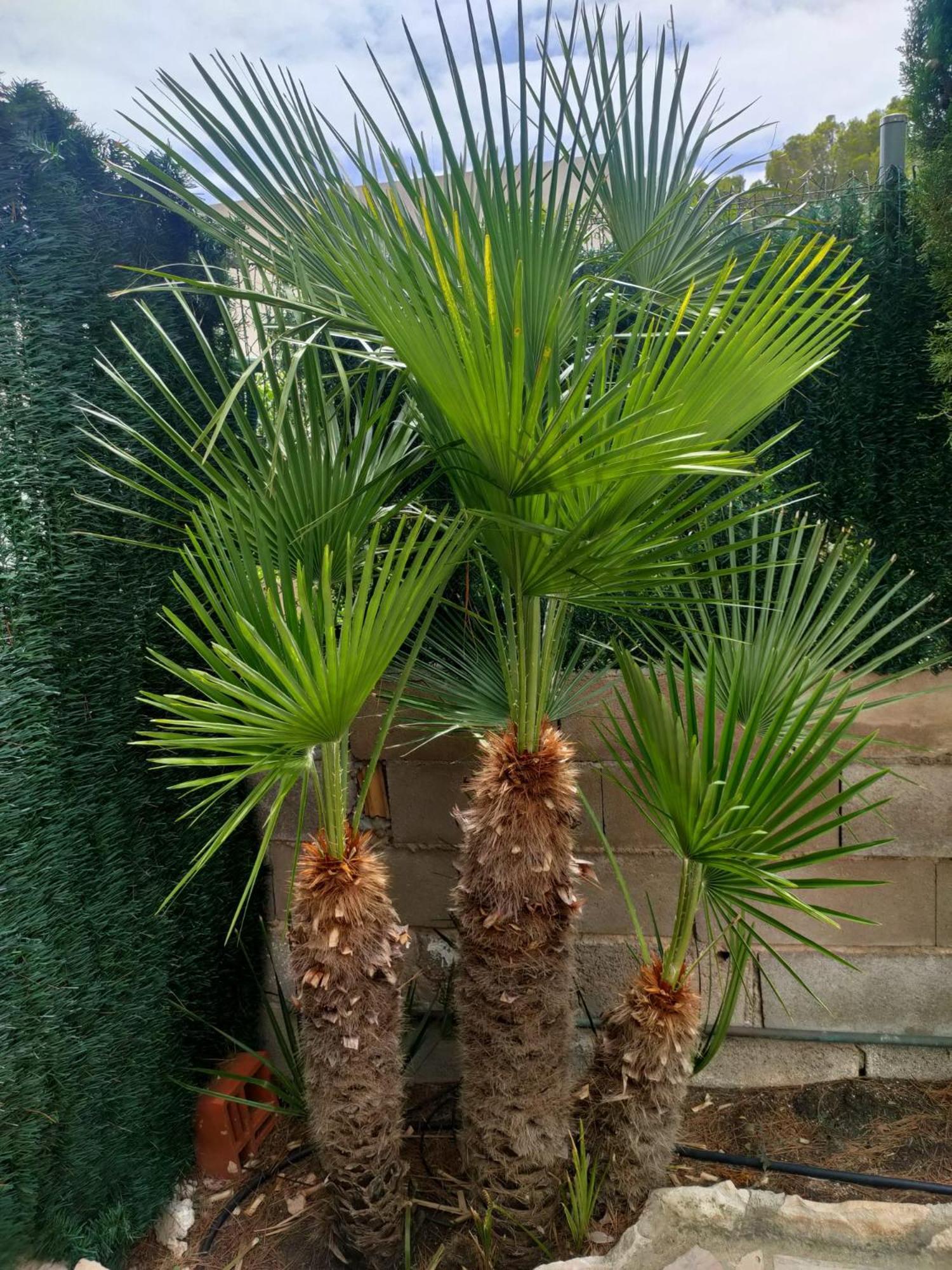הוילה Les Tres Cales Casa Coco מראה חיצוני תמונה